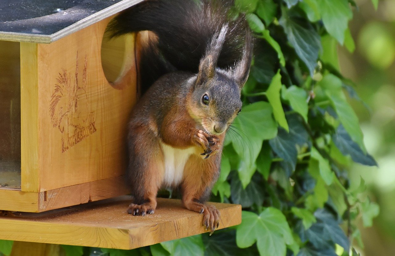 Protecting Your Home Against Rodents and Pests